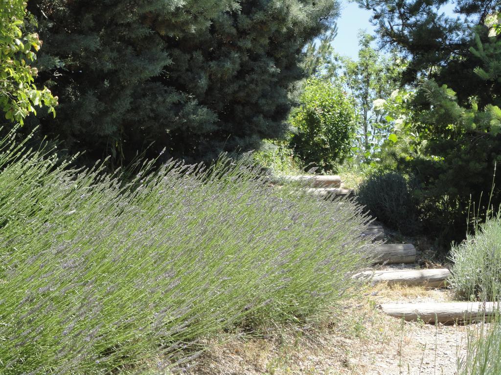 Un Gite De Charme En Haute Provence Villa Sigoyer  Стая снимка